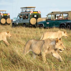 Kenya-Safaris
