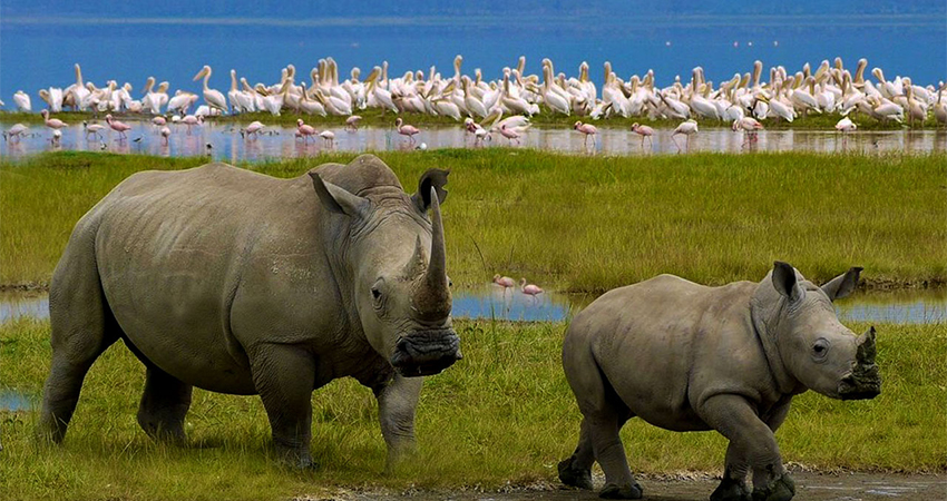 5 Days Samburu, Lake Nakuru & Masai Mara Lodge Safari