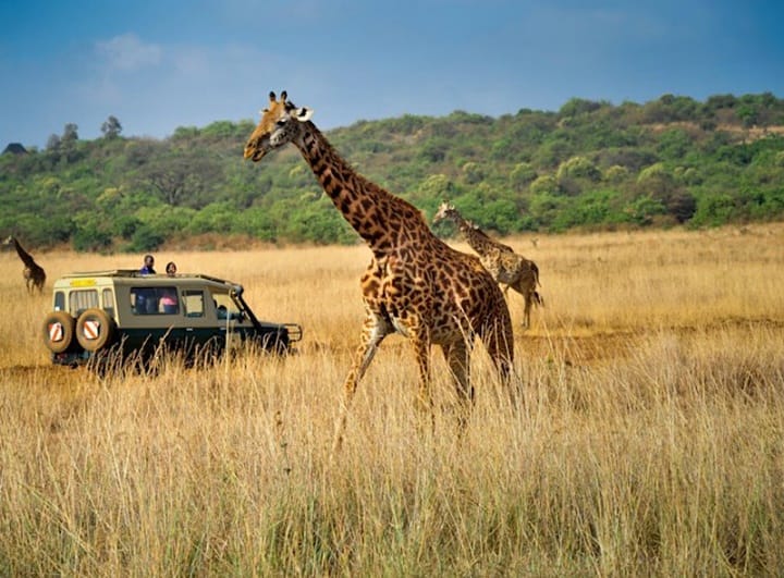 6 Days Amboseli, Lake Nakuru & Masai Mara Safari