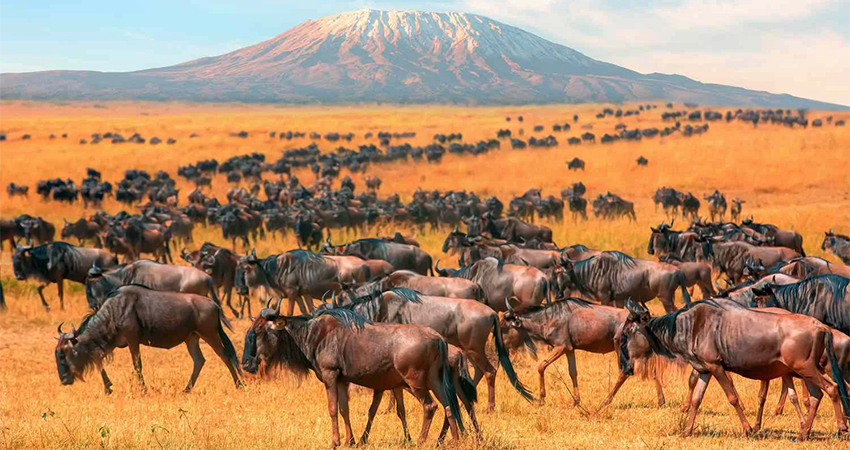 6 Days Masai Mara, Lake Naivasha & Nakuru Lodge Safari