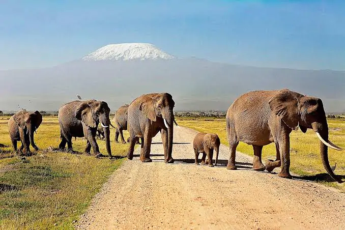4 Days Tsavo East, Amboseli & Tsavo West Safaris