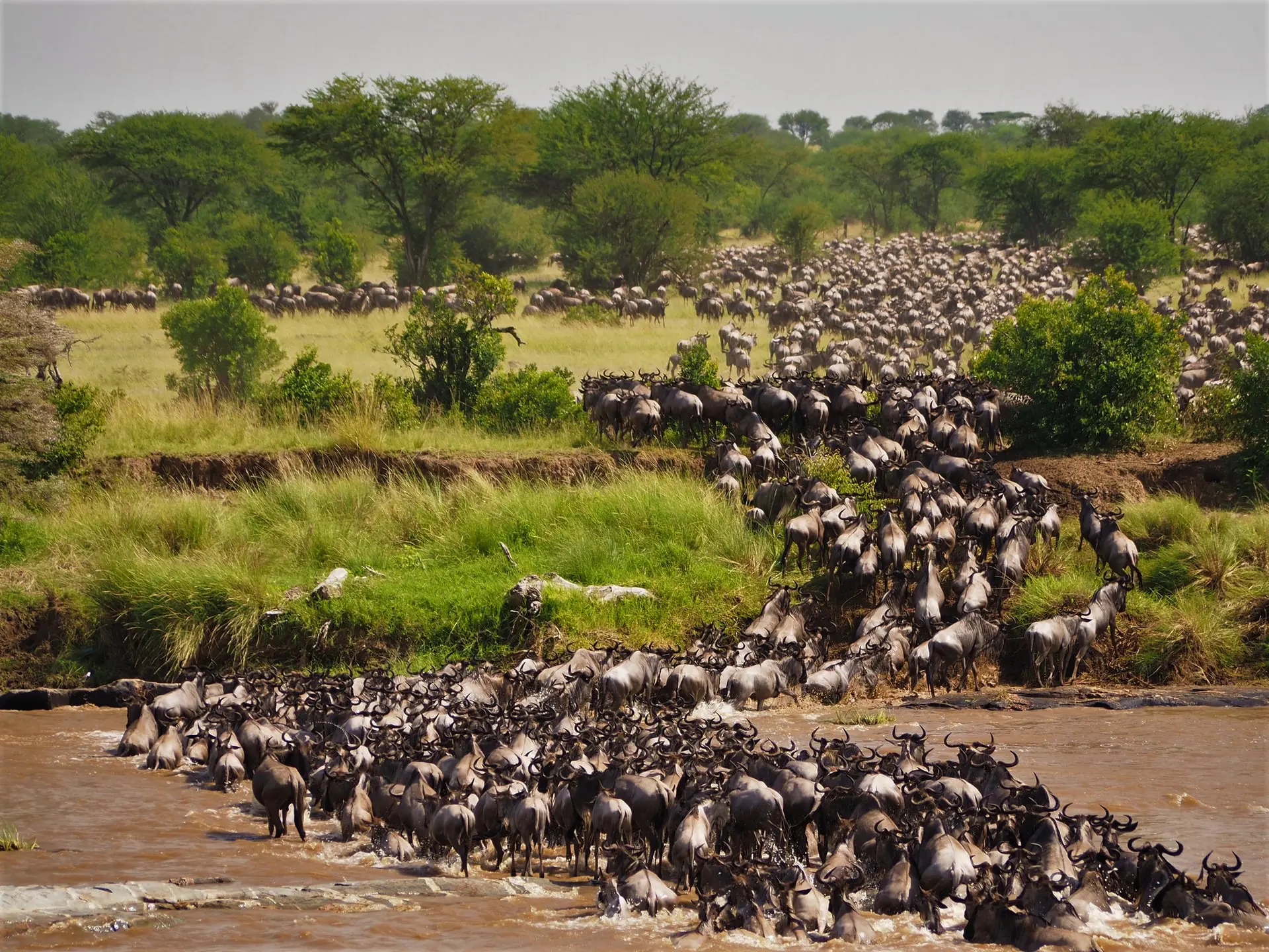 7 Days Best of Kenya Safari – Big 5 Migration Adventure