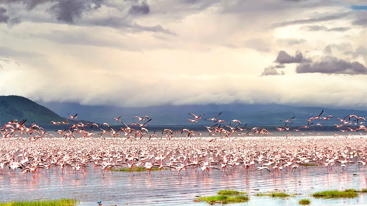 4 Days Masai Mara & Lake Nakuru Budget Camping Safari