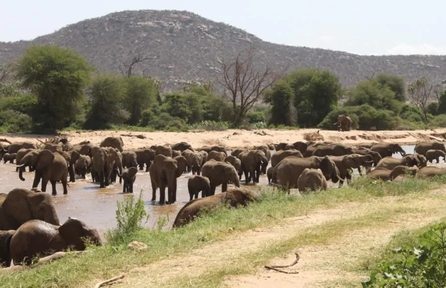 7 Days Samburu, Lake Nakuru & Masai Mara Wildebeest Migration