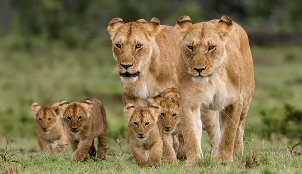 7 Days Best Of Kenya Budget Safari
