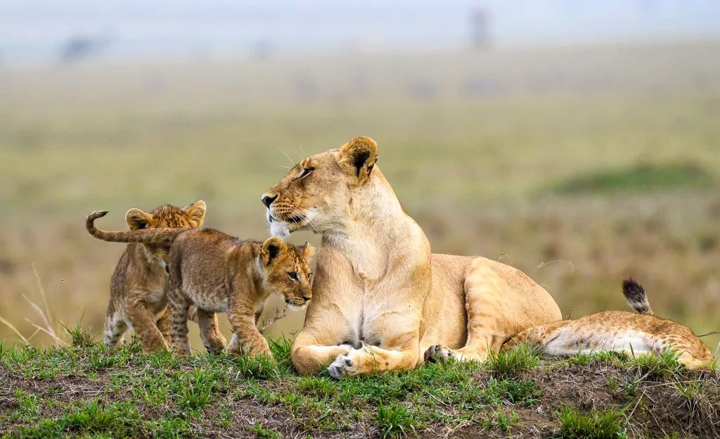 5 Days Masai Mara, Lake Nakuru & Naivasha Safari