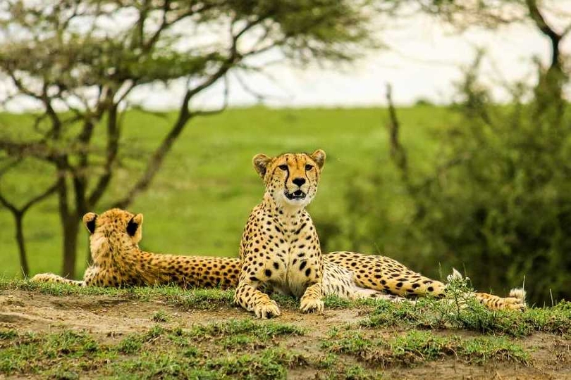 7 Days Cheetah Safari & Migration Safari Kenya