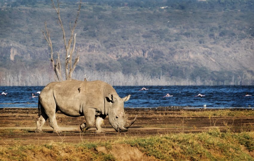 5 Days Aberdares, Lake Nakuru & Masai Mara Safari