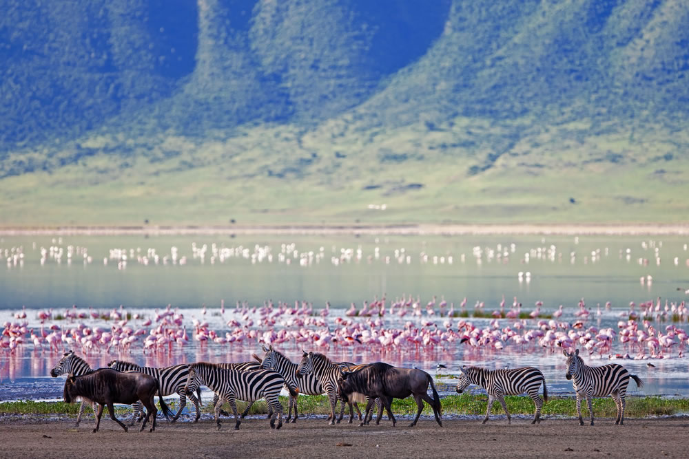 5 Days Amboseli, Lake Nakuru & Masai Mara Safari