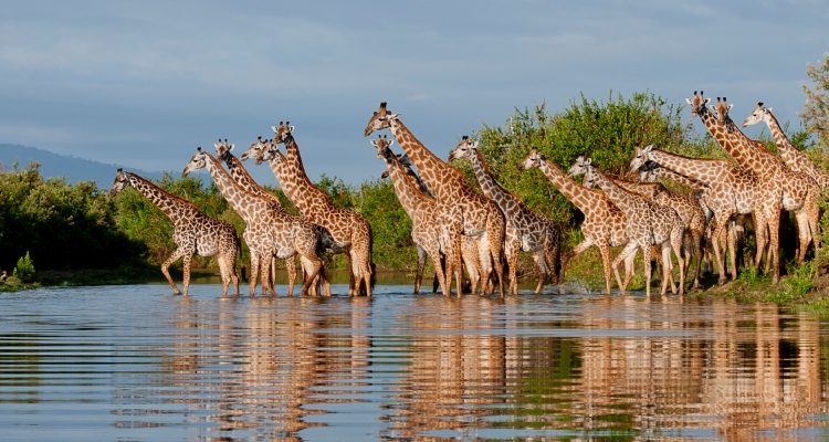 6 Days Northern Tanzania Budget Safari Adventure