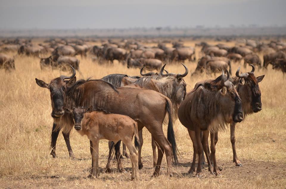 11 Days Kenya & Tanzania Wildebeest Calving Safari