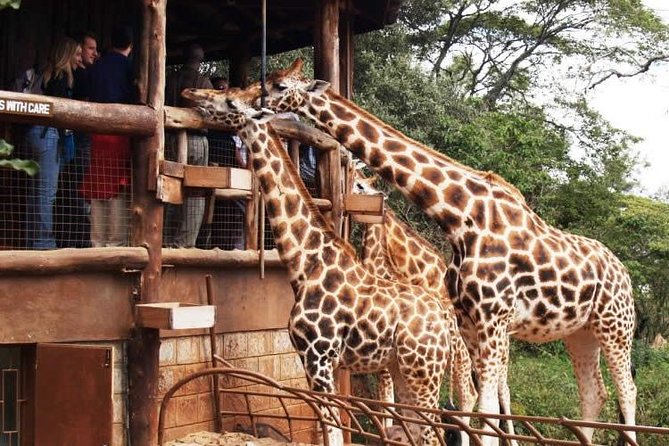 Nairobi Giraffe Centre Day Tour