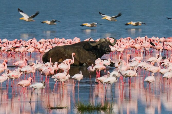 Lake Nakuru Park Day Trip