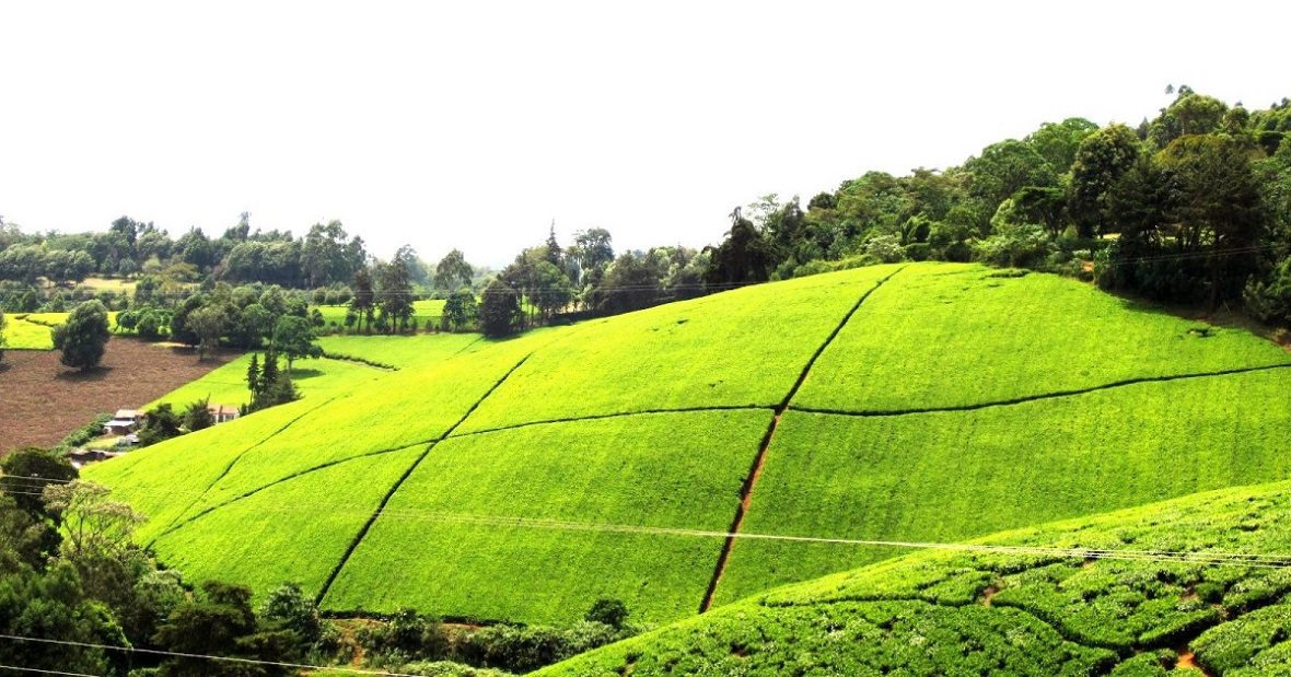 The Kiambethu Tea Farm Day Tour