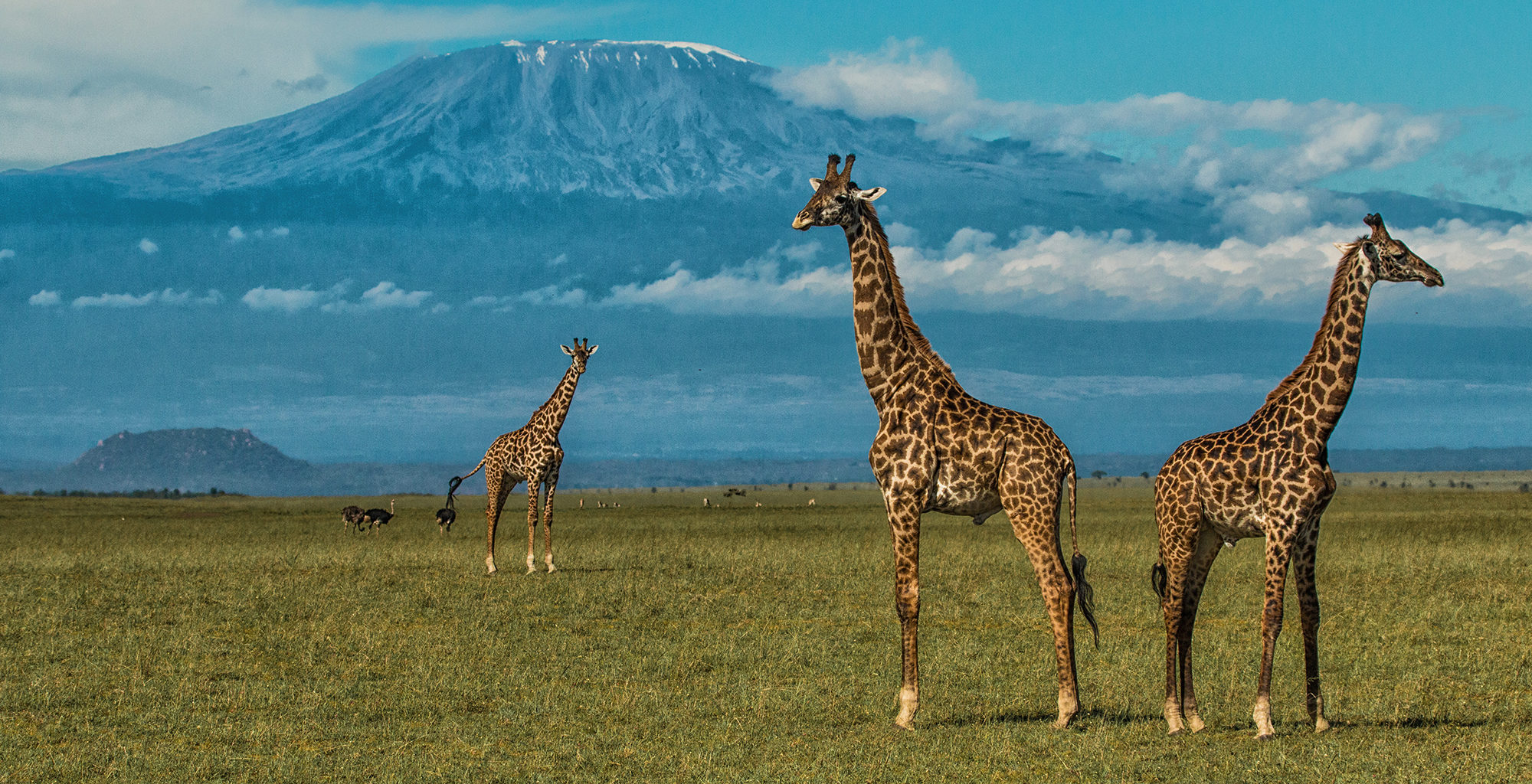 7 Days Kenya & Tanzania Combined Safari
