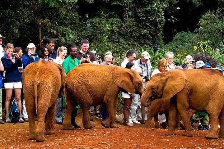 Nairobi National Park & Sheldrick Elephant Orphanage Tour