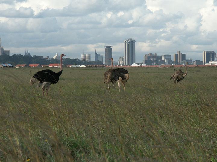 Nairobi Half Day Excursions